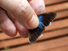 Astraptes habana