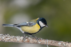Parus major