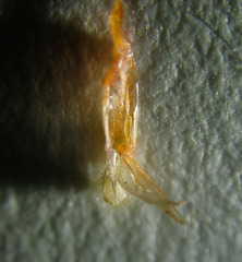 Neocaridina