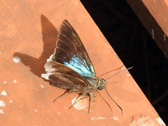 Astraptes habana