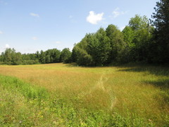 Sehirus cinctus albonotatus