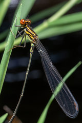 Pseudagrion hageni