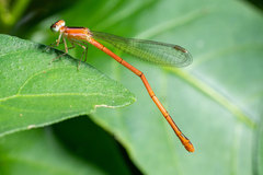 Agriocnemis falcifera
