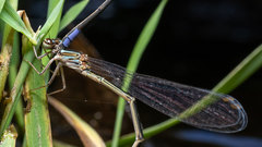 Pseudagrion hageni