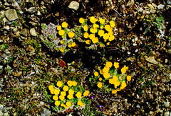 Potentilla subvahliana