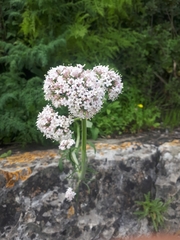 Valeriana italica