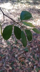 Hymenaea courbaril
