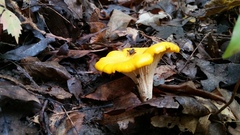 Cantharellus phasmatis