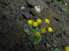 Potentilla subvahliana