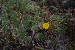 Potentilla subvahliana