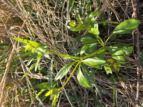 Littleleaf Buttercup (Ranunculus abortivus)