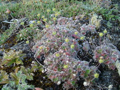 Potentilla subvahliana