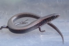 Panaspis maculicollis