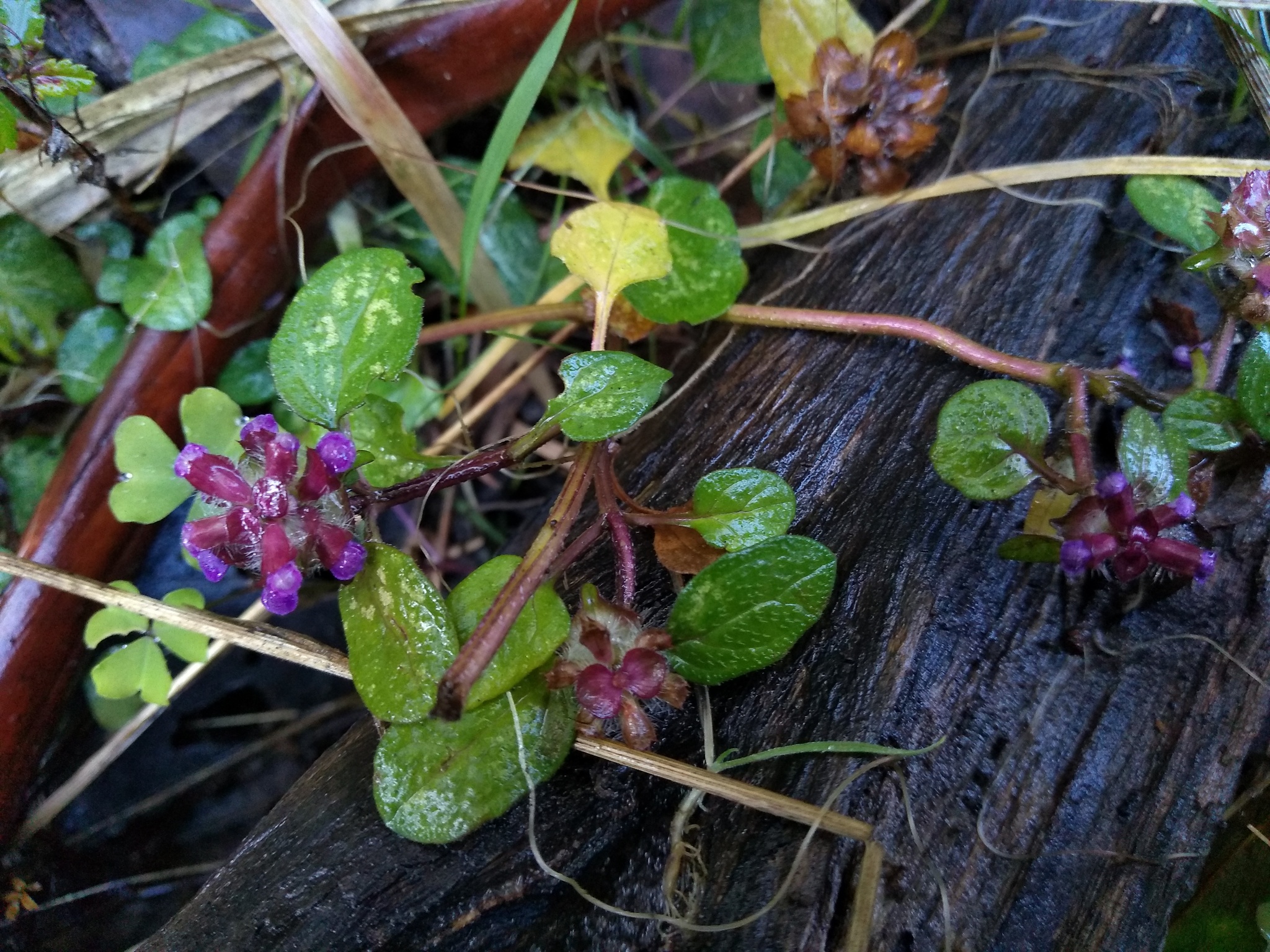 Common Selfheal (Prunella vulgaris)
