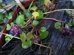 Brunelle Commune (Prunella vulgaris)
