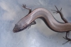 Panaspis maculicollis