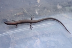 Panaspis maculicollis