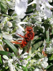Nomada agrestis