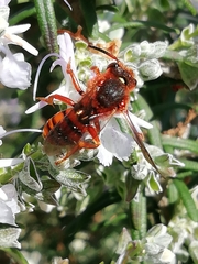 Nomada agrestis