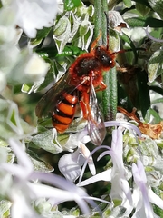 Nomada agrestis