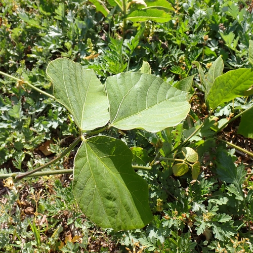 kudzu (Pueraria montana)