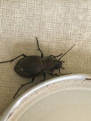 Carabus lusitanicus