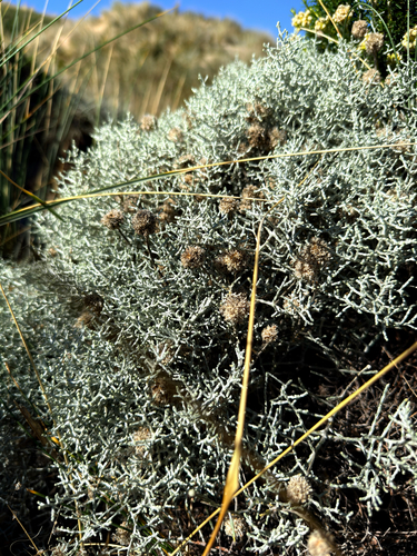 Leucophyta (Leucophyta brownii)
