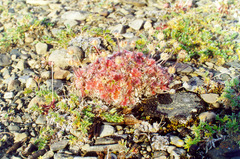 Potentilla subvahliana