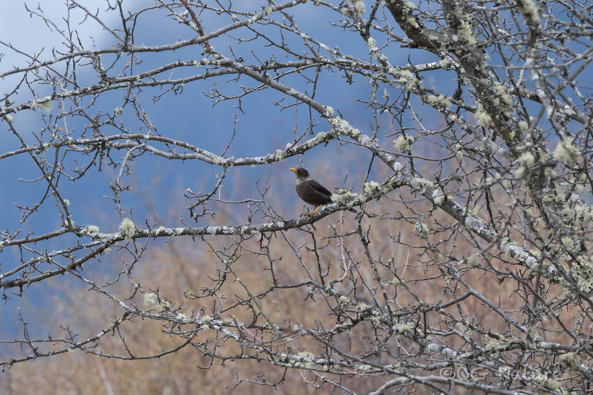 White-collared Blackbird (Turdus albocinctus), photo 2