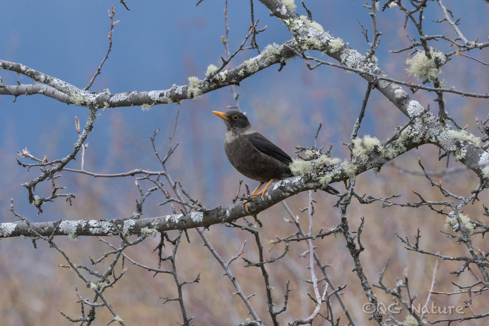 White-collared Blackbird (Turdus albocinctus), photo 1