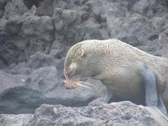 Galapagos Fur Seal photo 2