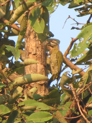 Picus xanthopygaeus