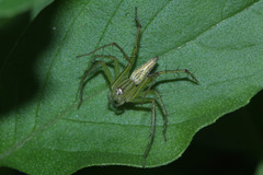 Oxyopes