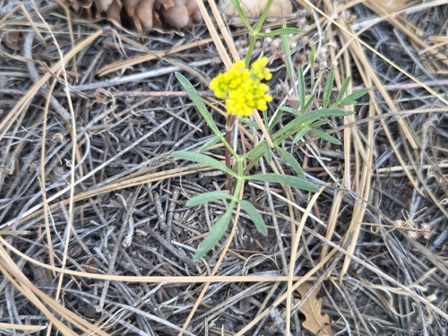 Alpine False Springparsley (Cymopterus lemmonii)