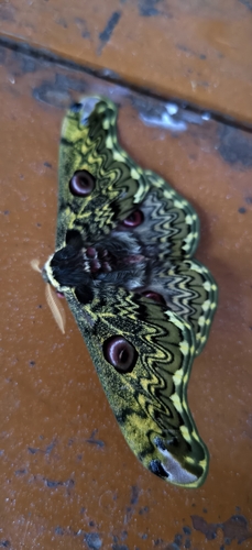 Rinaca anna