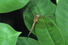 Neurothemis terminata