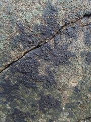 Hydropunctaria maura