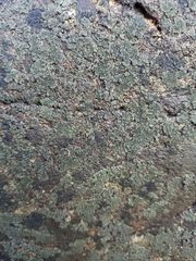 Hydropunctaria maura