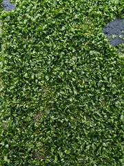 Prasiola meridionalis