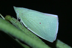 Colgaroides acuminata