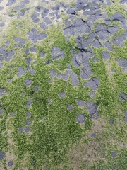 Prasiola meridionalis