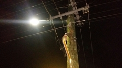 Ninox boobook ocellata