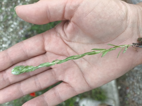 Woollyhead Cudweed (Filago eriocephala)