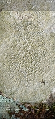 Pertusaria plittiana