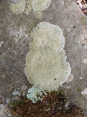 Pertusaria plittiana