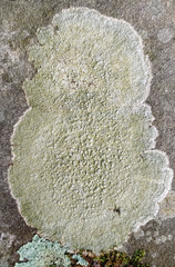Pertusaria plittiana