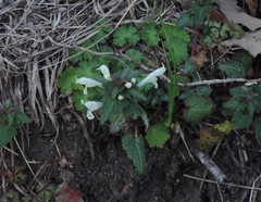 Lamium bifidum
