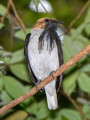 Bearded Bellbird photo 3