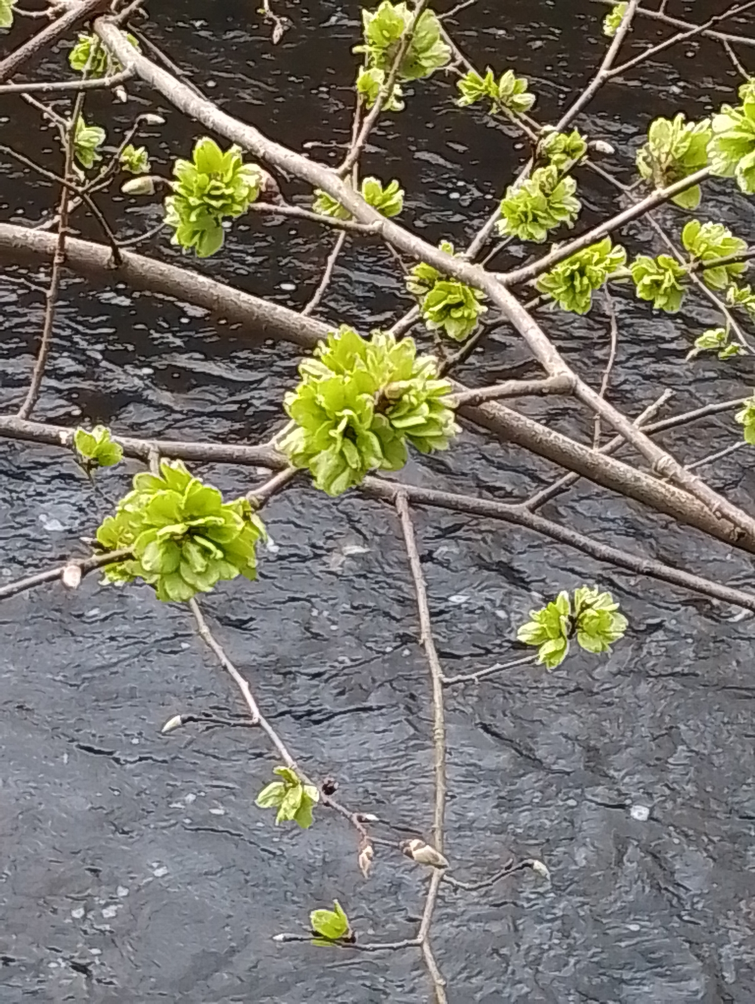 Wych Elm (Ulmus glabra)