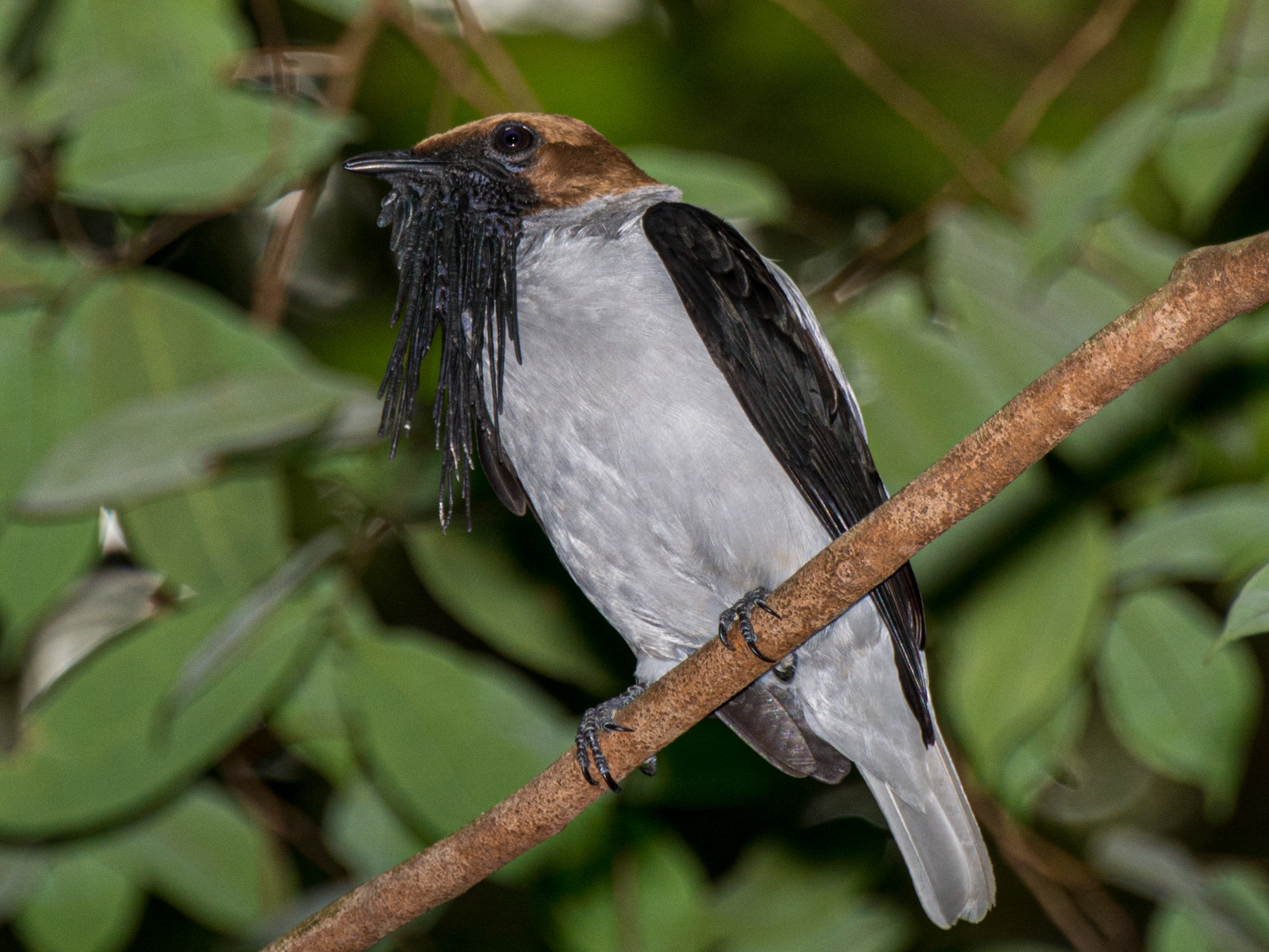 Bearded Bellbird illustration